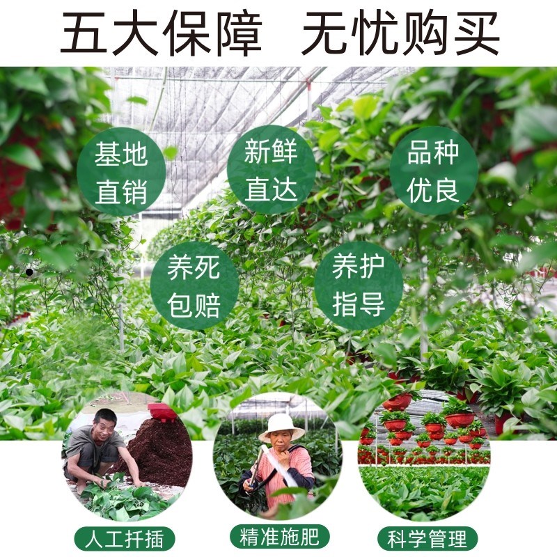 绿萝盆栽室内新房办公室净化空气植物水培绿植花卉长藤垂吊大绿萝