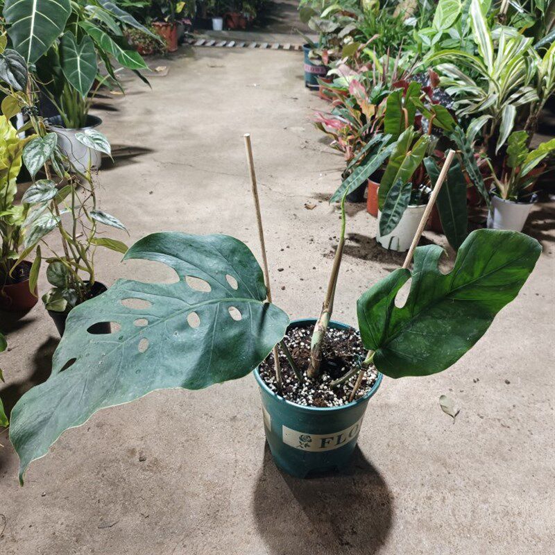 宿雾蓝超大叶杜比亚龟背竹Monstera Dubia 进口稀有盆栽绿植