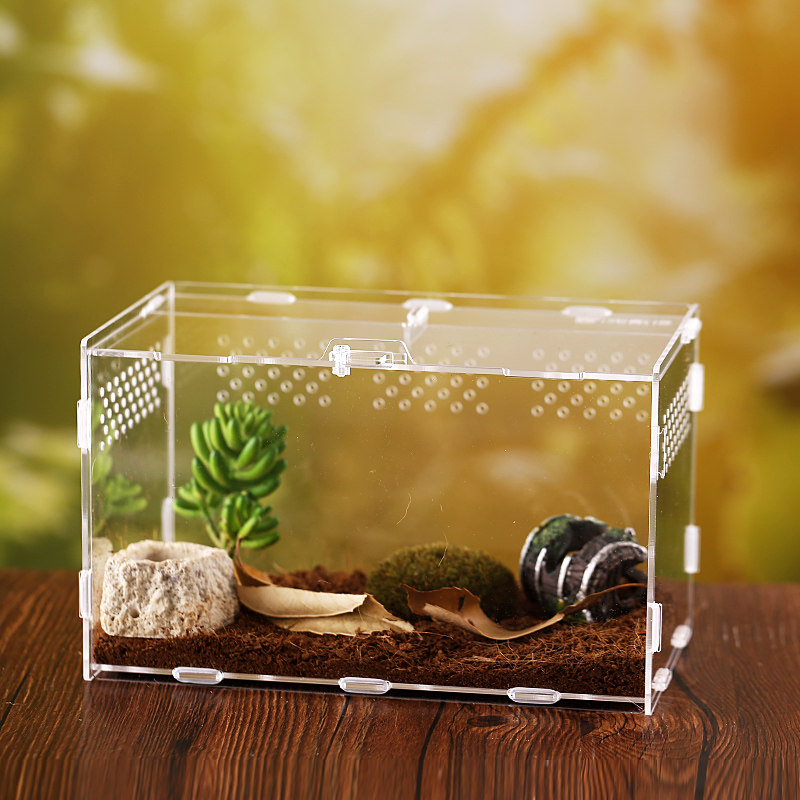 独角仙饲养箱甲虫造景箱亚克力昆虫盒锹形虫爬虫箱 宠物雨林蝎子