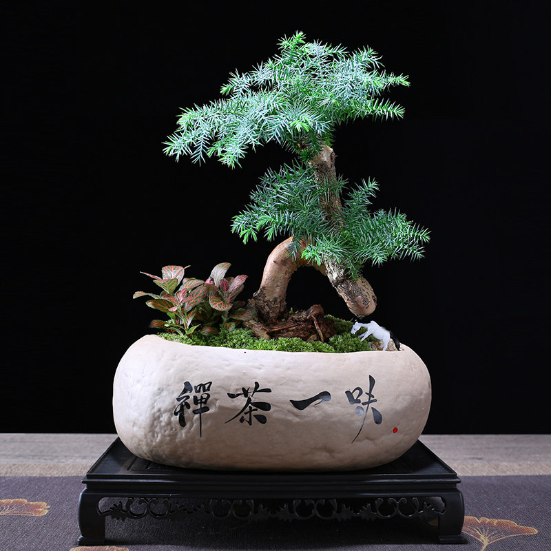 澳洲杉盆景老桩造型植物室内客厅办公室绿植南洋杉不老松盆栽好养