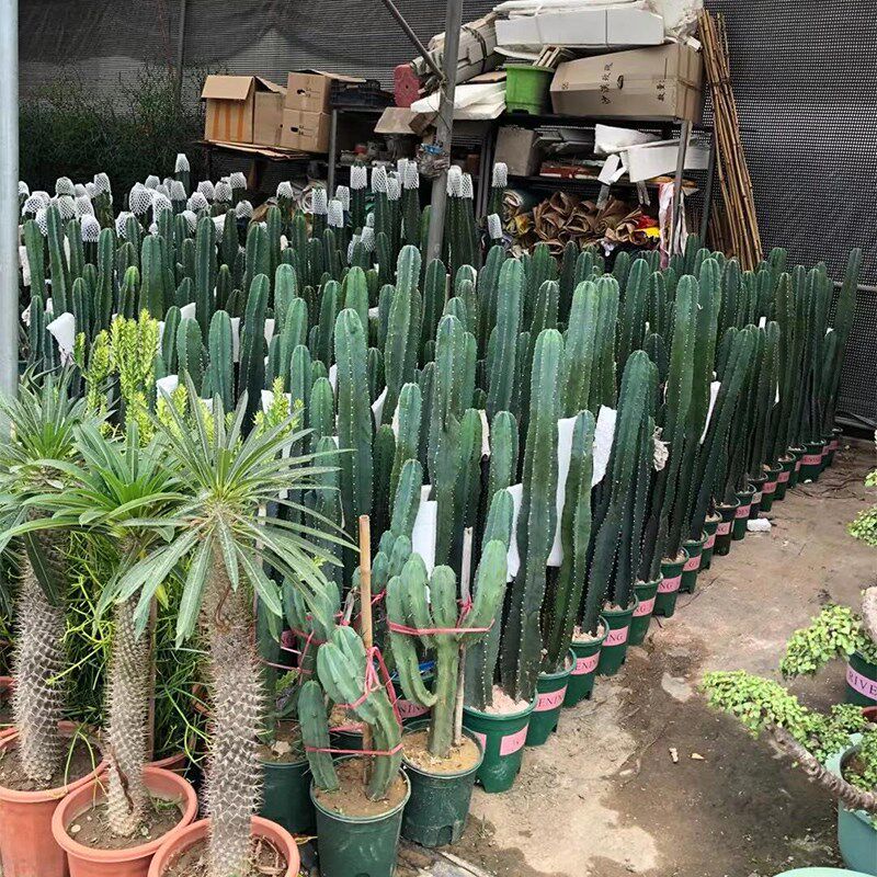 仙人掌量天尺仙人柱多肉植物大绿植老桩中庭院室外客厅办公室盆栽