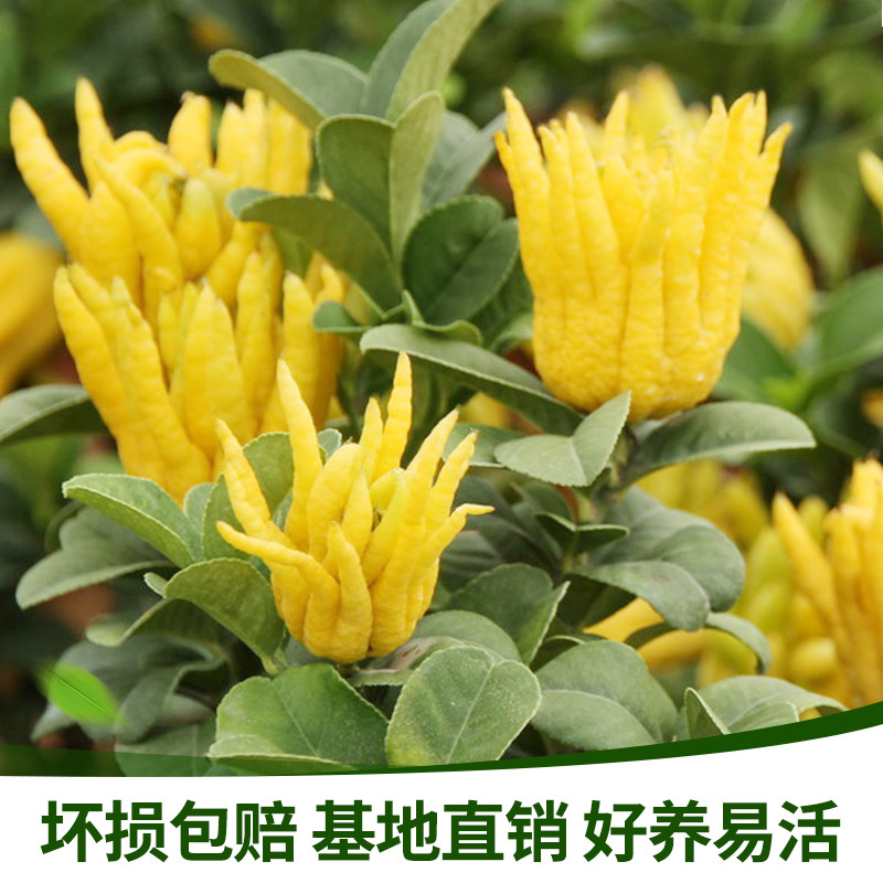 金华佛手小果盆栽树苗带果千指佛手小果品种/花叶/红花佛手钳盆栽