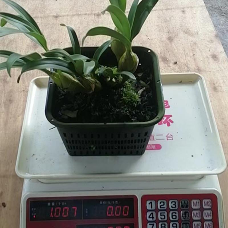 精选铁皮石斛盆栽鼓槌石斛金钗石斛兰带花盆可食用石斛苗矮壮盆景图片