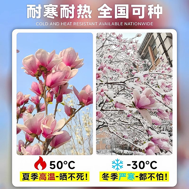 玉兰花树苗红白黄紫带花苞四季种植易活冬季耐寒花卉绿植庭院大树图片