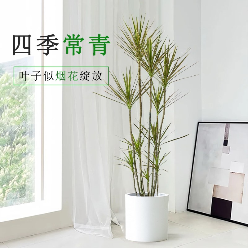轻奢落地千年木七彩铁绿植客厅高端假花室内大型办公室内植物盆栽