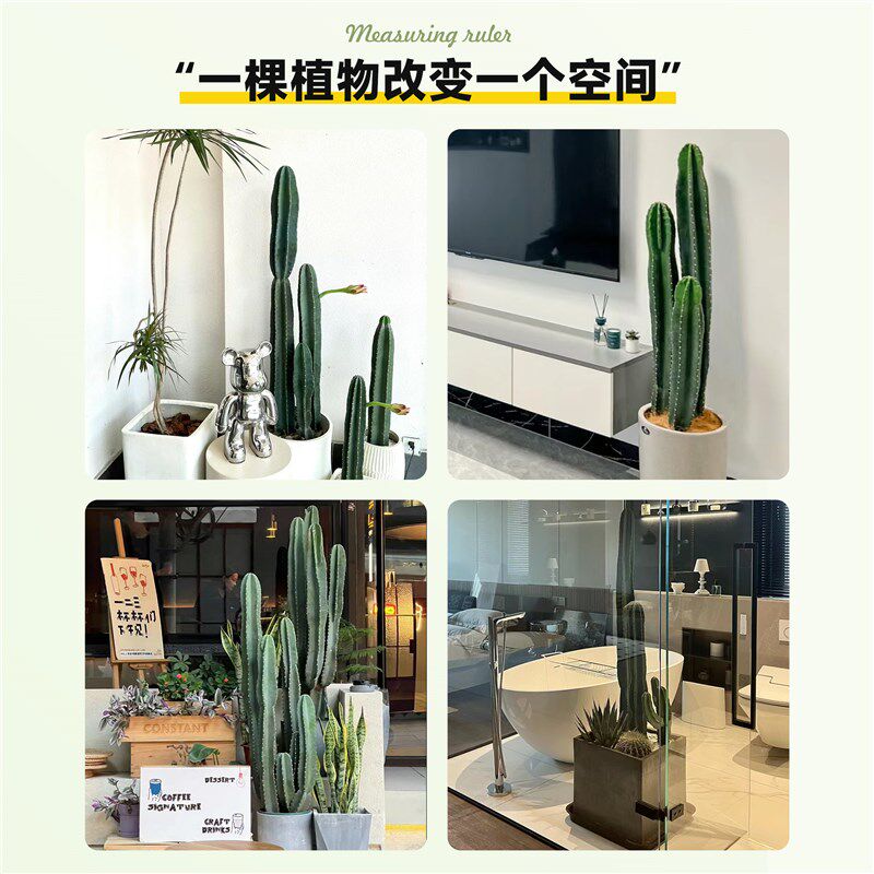 量天尺仙人柱盆栽大型绿植室内客厅网红仙人掌落地大号多肉禄植物