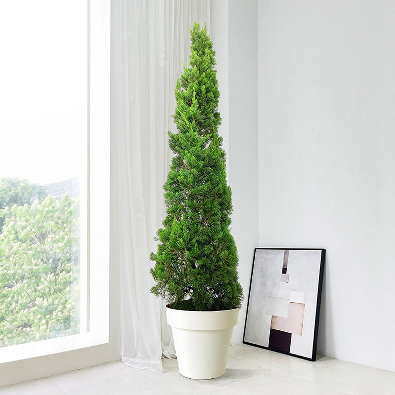 松柏盆栽圣诞树真树室内客厅大型绿植塔松树苗香松大植物扁柏松树