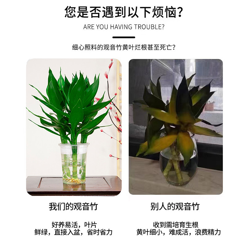 观音竹富贵竹水培植物客厅花卉绿植绿萝室内盆栽转运竹子水养好养