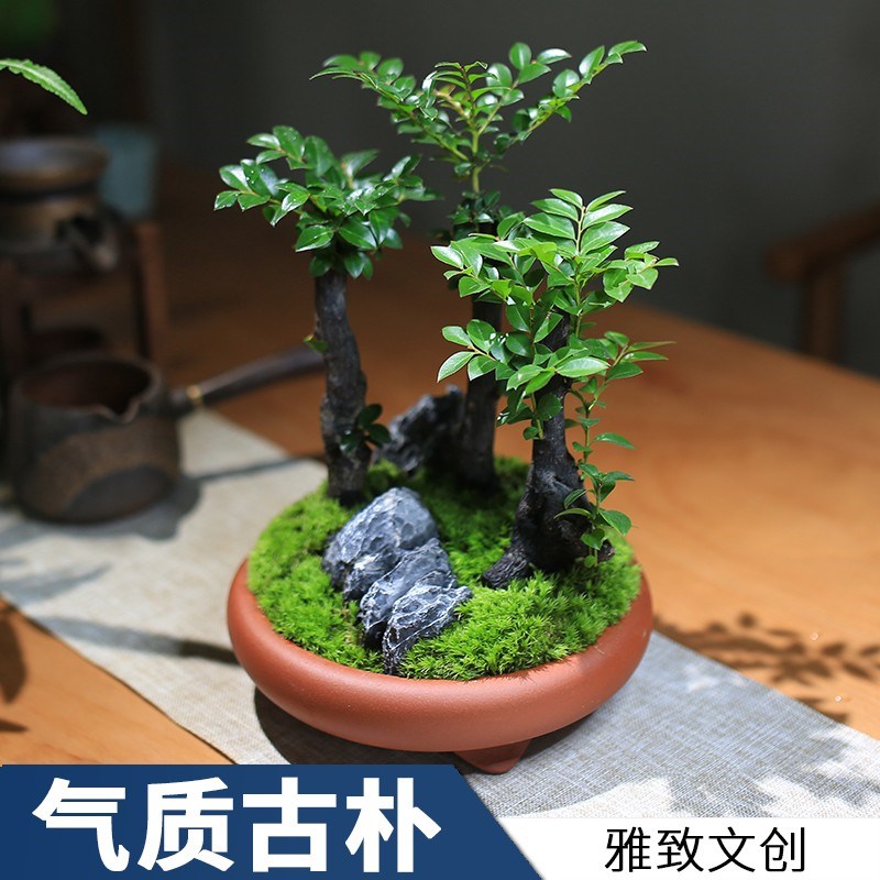小叶紫檀盆栽黑骨檀植物四季常绿创意盆景室内桌面庭院观叶绿植
