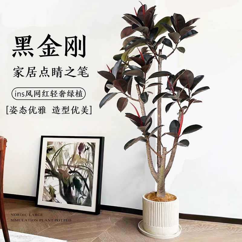 橡皮树黑金刚客厅大盆栽室内造型老桩落地式绿植真花植物四季常青