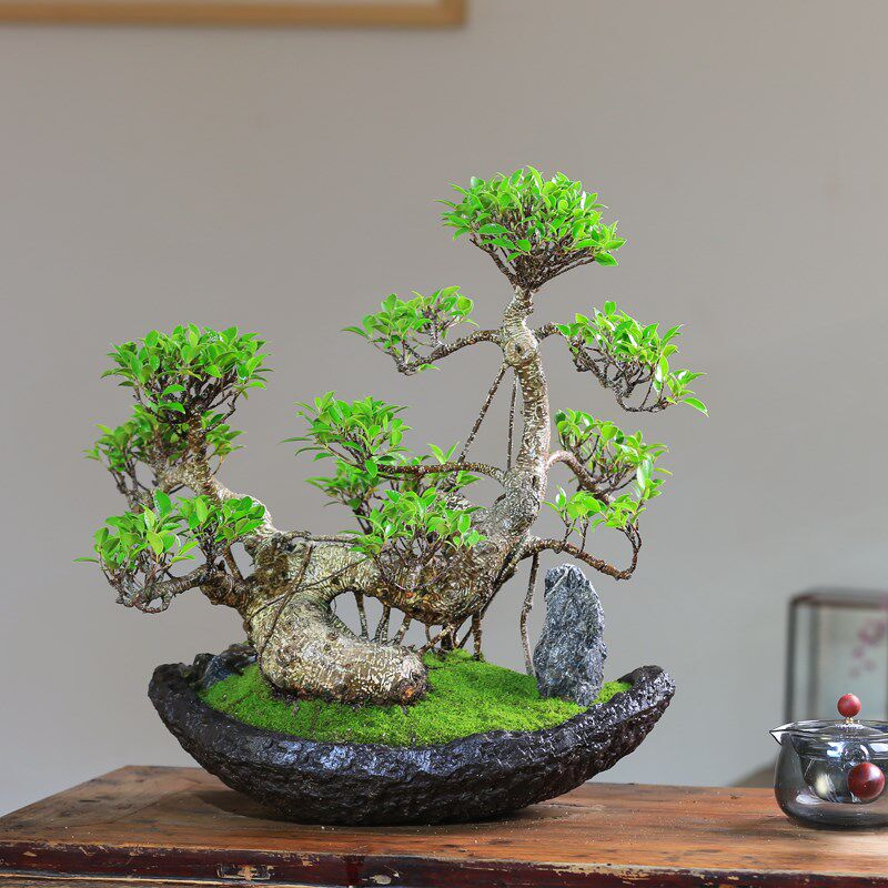 榕树造型一物一拍老桩盆景四季常绿庭院好养别墅冬季植物室内盆栽