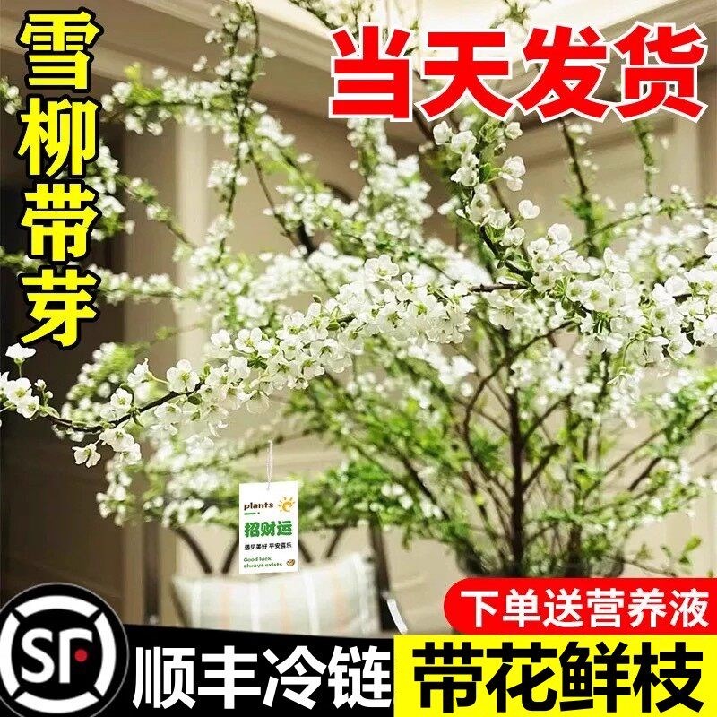 雪柳鲜枝带花苞干枝支水养插花水培绿植物鲜花卉室内盆栽龙柳好活