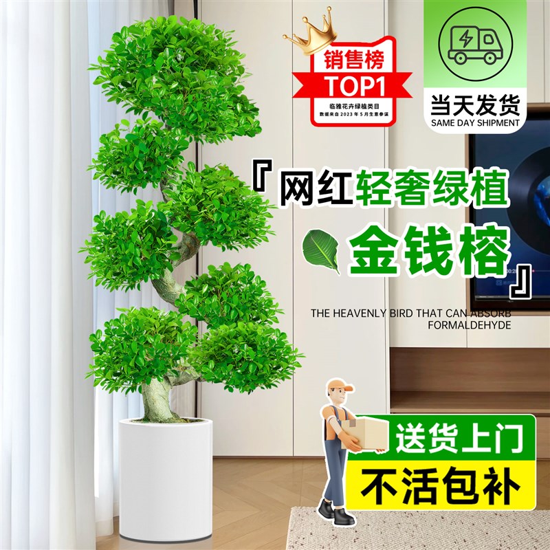 金钱榕大盆栽室内招财摇钱树客厅办公室金钱树大型盆景发财树四季