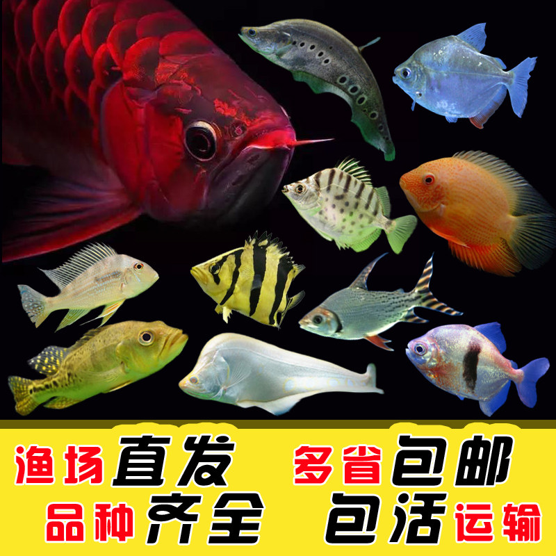 大型热带鱼观赏鱼福音龙鱼活体鱼银龙鱼苗淡水热带鱼活体鱼