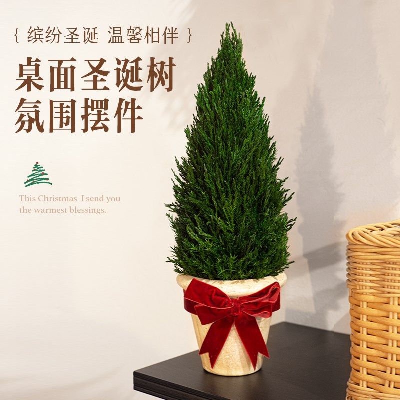 绿植小型圣诞树节礼物装饰摆件植物花卉盆栽好养客厅桌面摆设柏树