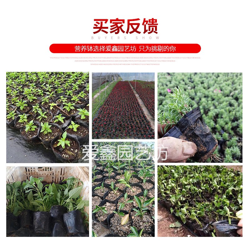 营养钵一次性黑色育苗盆抗老化塑料营养盆育苗育苗袋营养杯育苗杯