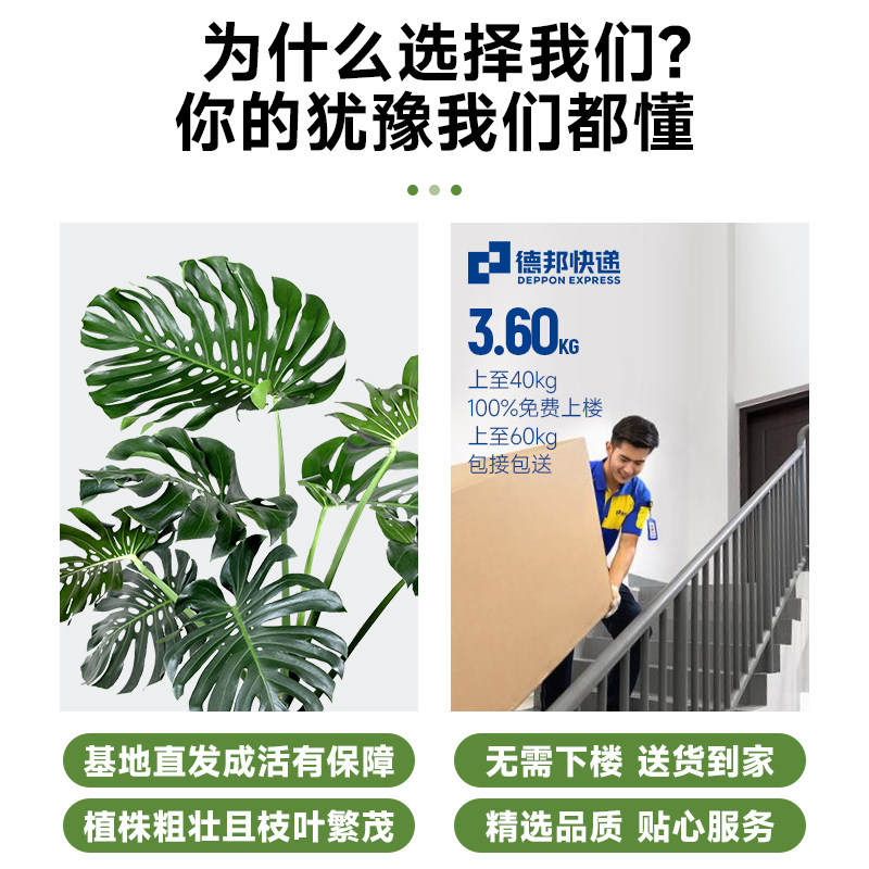 龟背芋客厅大盆栽绿植室内大型老桩植物大叶盆景落地真花四季常青