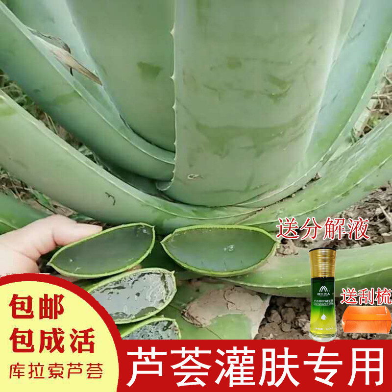 库拉索芦荟美容院灌肤专用可食用芦荟盆栽洗澡洗浴芦荟美容植物苗