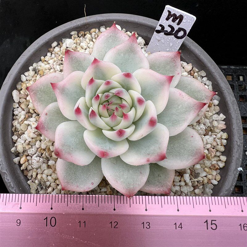 吉娃娃锦 大颗覆轮锦 肉肉多肉植物小盆栽绿植花卉 锦 一物一拍!