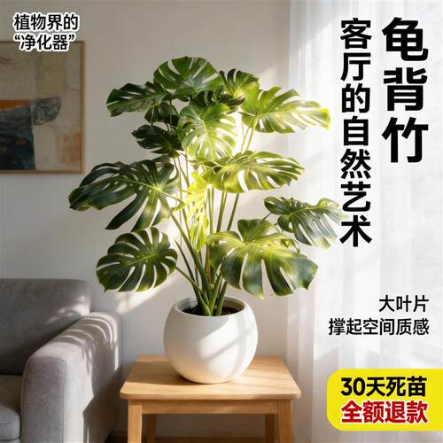 大型龟背竹盆栽美化室内客厅绿植净化空气天然器大叶片易成活植物