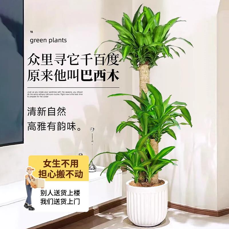 巴西木大盆栽金心巴西铁步步高幸运木办公室客厅大型清新空气绿植