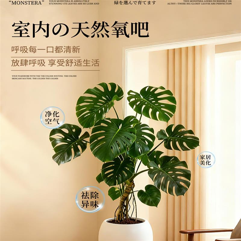 龟背竹客厅大盆栽老桩品种龟背竹绿植室内高级感客厅大型落地植物