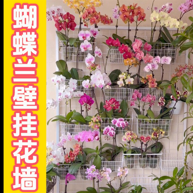 蝴蝶兰专用花架可移动悬挂墙网格托架小型阳台窗台兰花铁艺壁挂架