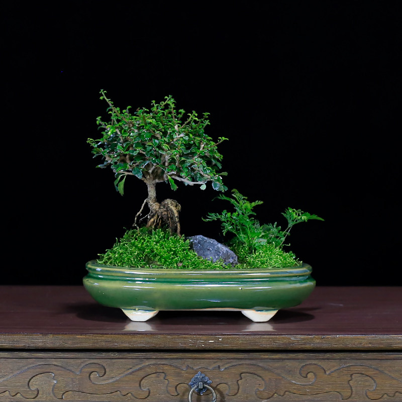 小叶福建茶盆栽茶桌精品小绿植摆件室内客厅办公桌植物迷你小盆景