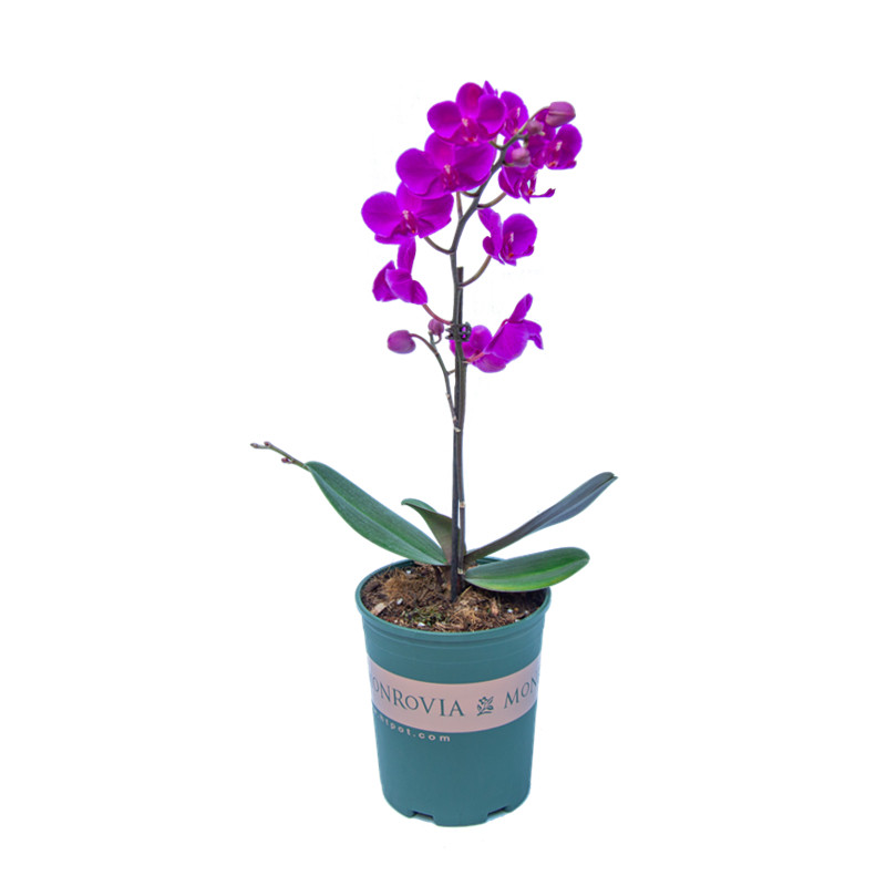 蝴蝶兰盆栽室内客厅好养易活植物四季开花高档名贵花卉花苗带花苞