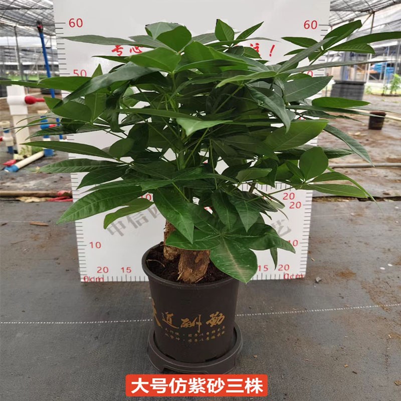 【包成活】三杆发财树盆栽植物小盆景室内办公室好养绿植财源滚滚
