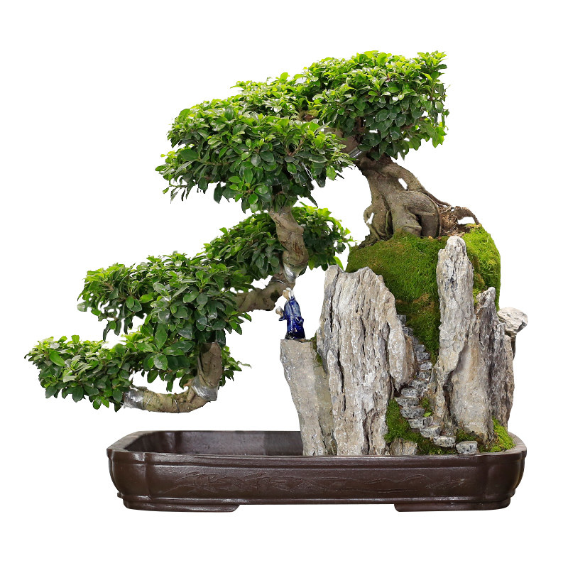 大型榕树盆景老桩悬崖造型山水假山植物室内客厅玄关绿植阳台庭院