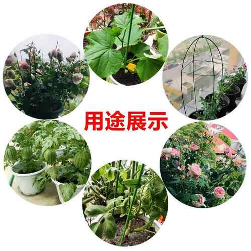 金钱树支撑杆花盆支架杆室内瓜果花卉植物园艺花架爬藤固定捆绑杆
