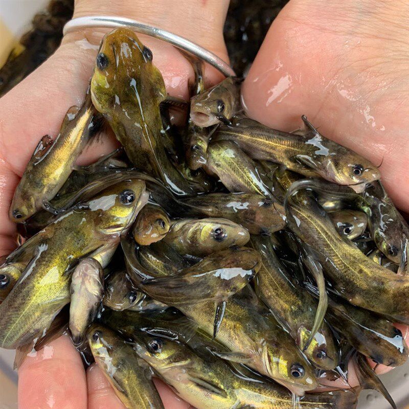 四川本地黄骨鱼苗黄辣丁汪丁鱼刺公昂刺鱼苗淡水养殖食用黄颡鱼苗