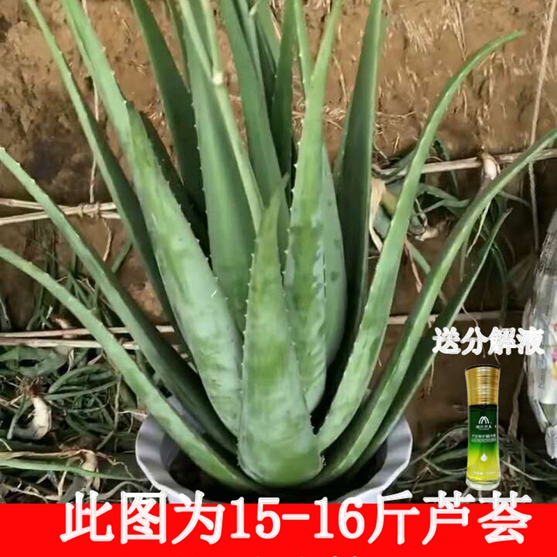 库拉索芦荟美容院灌肤专用可食用芦荟盆栽洗澡洗浴芦荟美容植物苗