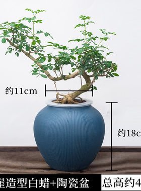 水培对节白蜡盆景树苗绿植物小盆栽老桩造型女贞悬崖雀梅室内桌面