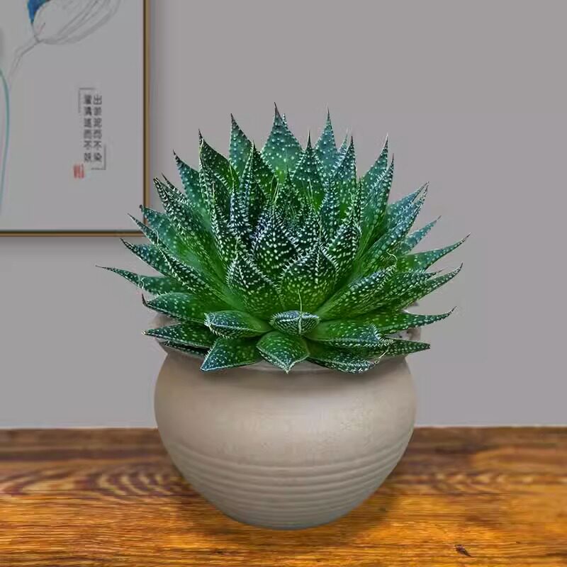 繁星多肉植物盆栽雪花波露芦荟不夜城桌面绿植好养四季常青防辐射