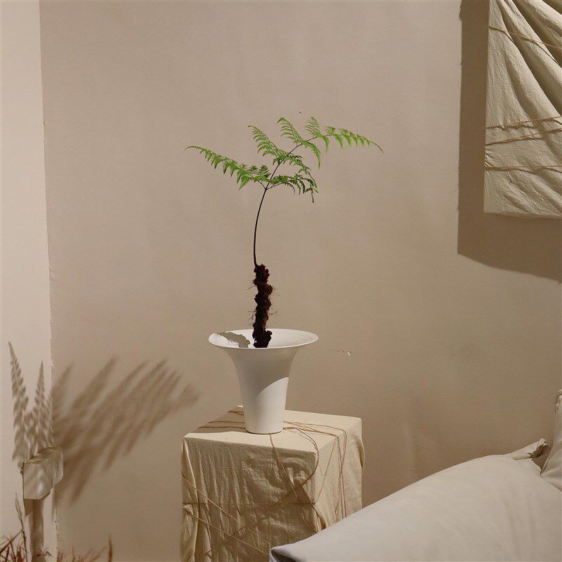 苏太植物 龙骨蕨盆景蕨类盆栽 室内茶室好养治愈系植物 喜湿绿植