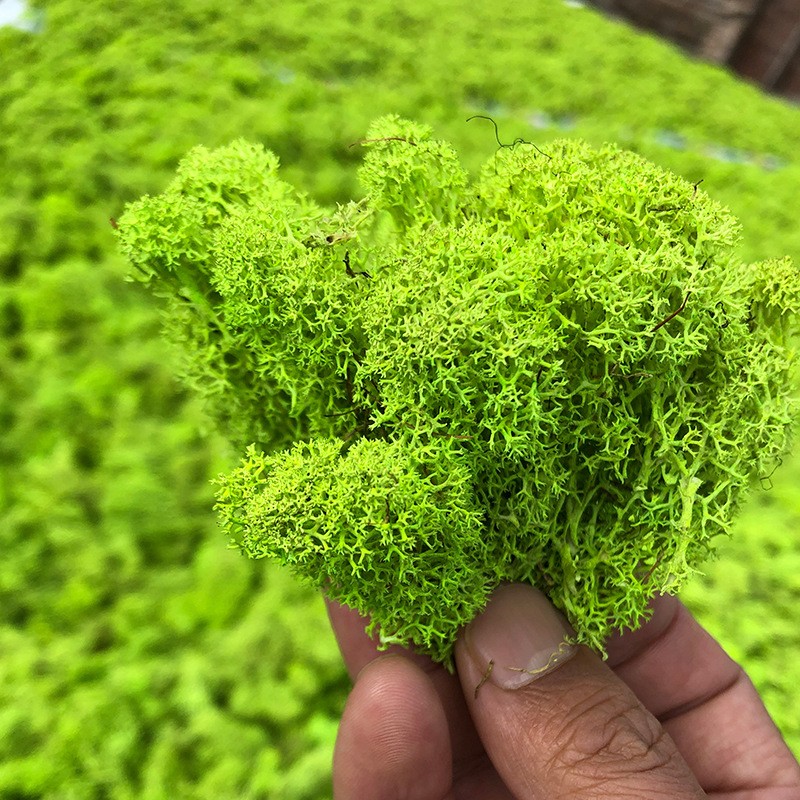 仿真青苔永生苔藓植物墙面鹿角藓白发藓大灰藓室内微景观造景草坪