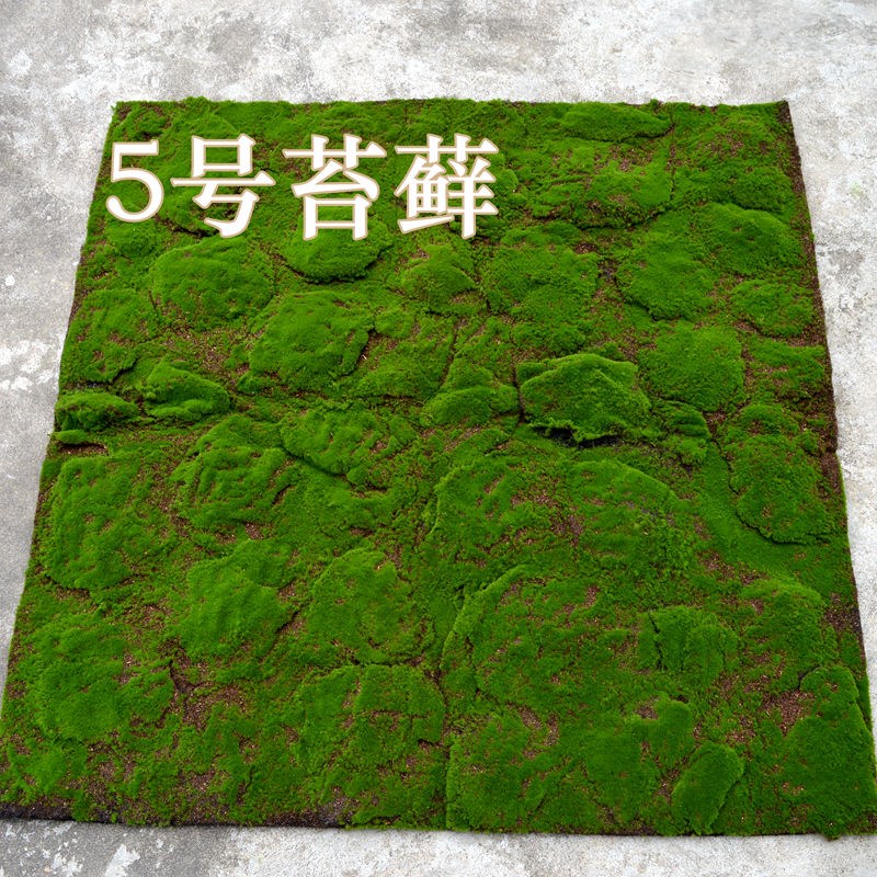 仿真苔藓草坪青苔草皮植物墙背景面婚庆铺地装饰青苔枯山水软装