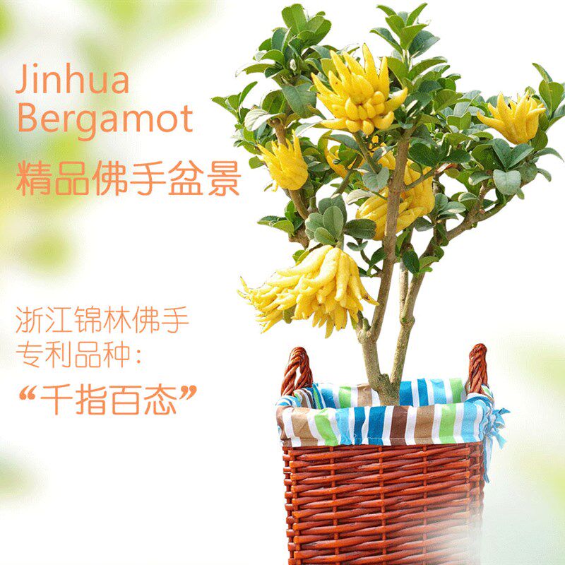 金华锦林佛手盆栽/小果佛手盆景/千指佛手小果盆栽带果佛手柑盆栽