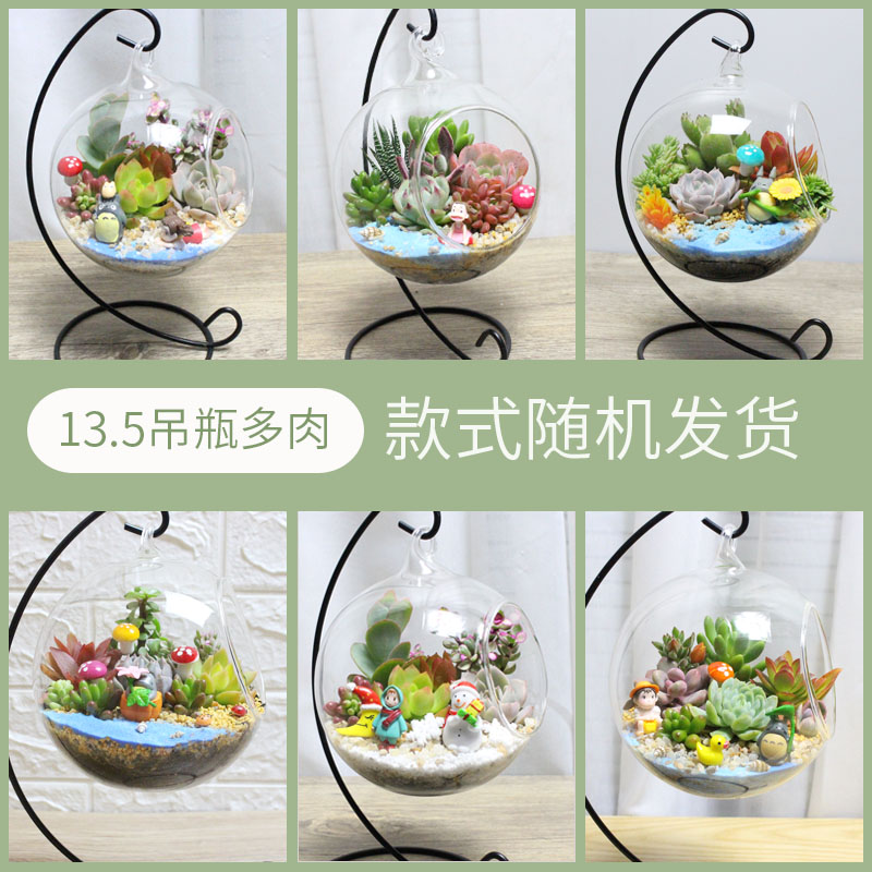 微景观  多肉组合  创意盆栽  DIY小植物   玻璃瓶肉肉 生日礼物