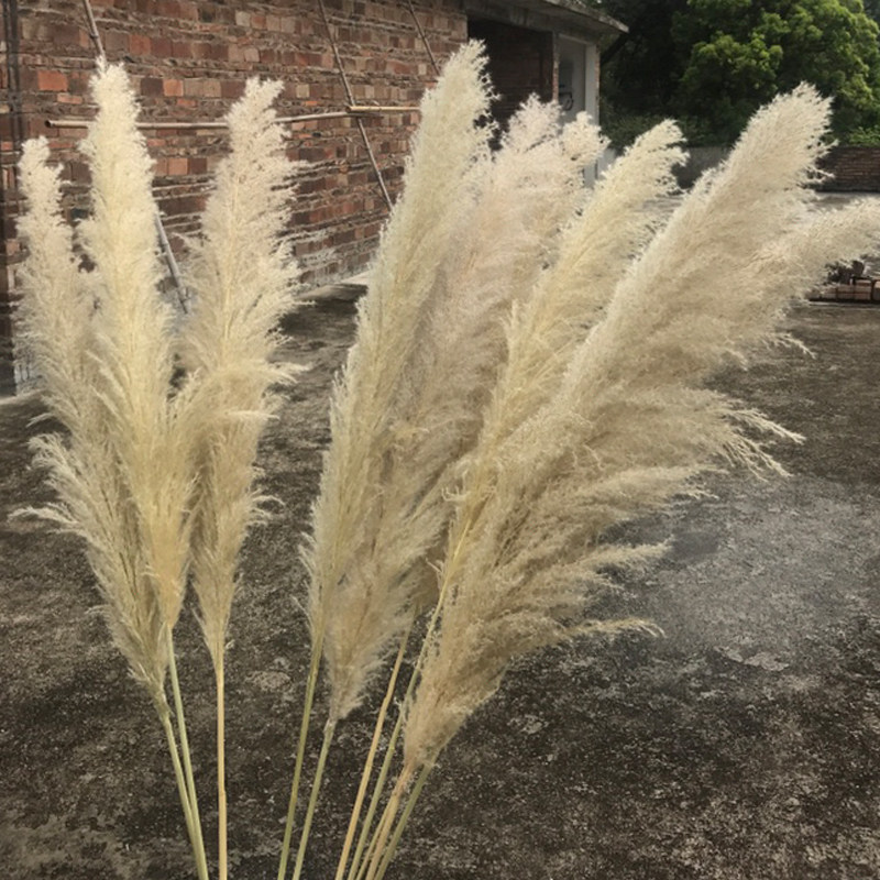 芦苇蒲苇干花落地客厅婚庆装饰网红摆件真花家居婚礼花束10支包邮