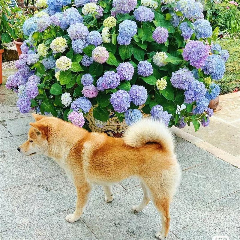 绣球花苗盆栽无尽夏开花好养的花四季不断花卉植物室内阳台好养活