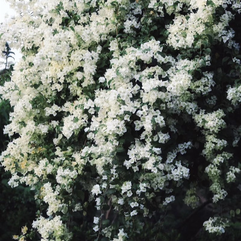 【白雪公主】三角梅四季开花勤花爬藤植物阳台庭院绿植观赏