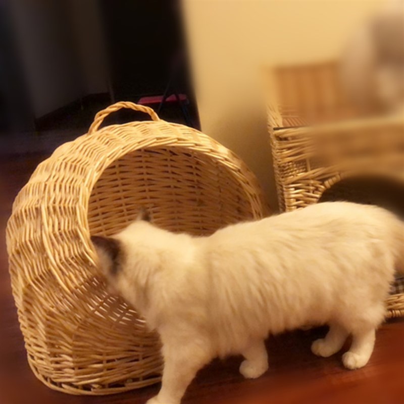 手提猫窝藤编夏天凉窝四季通用易清理半封闭式猫屋房子狗窝可拆洗