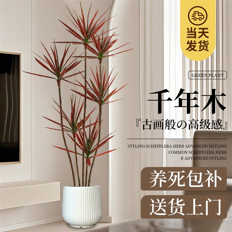 千年木大型盆栽马尾铁办公室客厅阳台龙血树植物室内七彩铁绿植