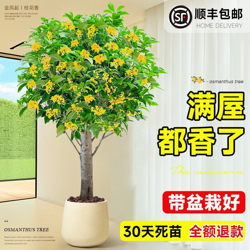 八月桂花树苗四季桂盆栽大树大型绿植室内办公室四季开花原生老桩