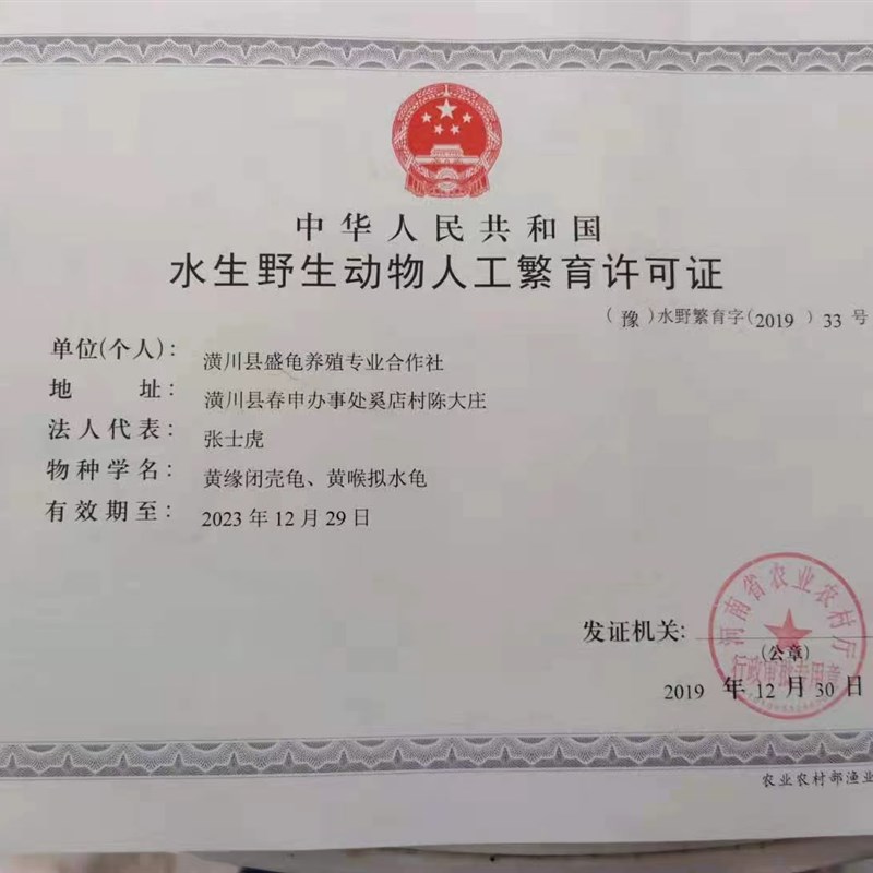黄缘龟幼龟安缘龟苗皖西种黄缘闭壳龟观赏宠物乌龟半水龟活体