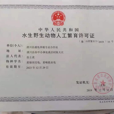 黄缘龟幼龟安缘龟苗皖西种黄缘闭壳龟观赏宠物乌龟半水龟活体