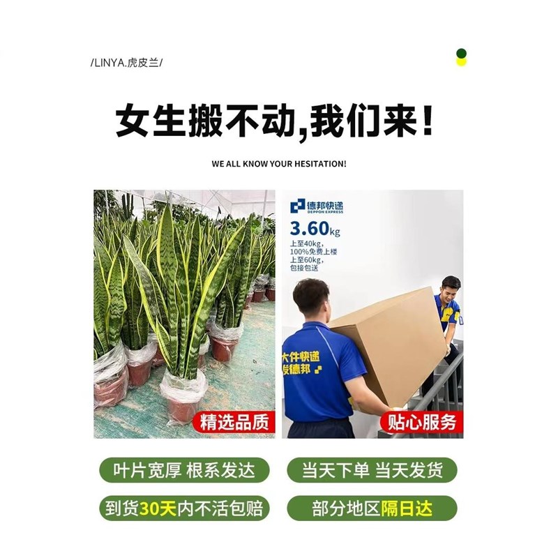 金边虎皮兰盆栽室内客厅办公室吸甲醛卧室净化空气好养虎尾兰植物